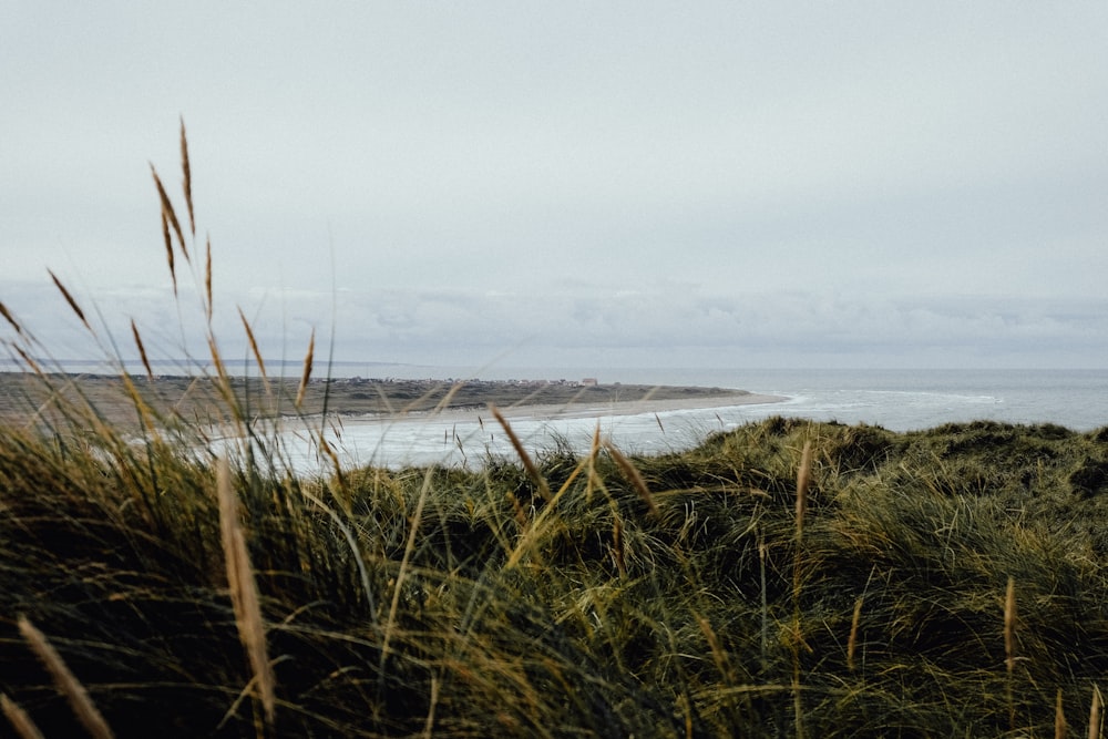 green grass near body of water during daytime