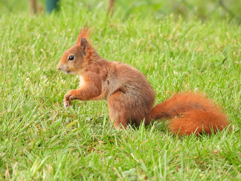 brown squirrel on green grass during daytime