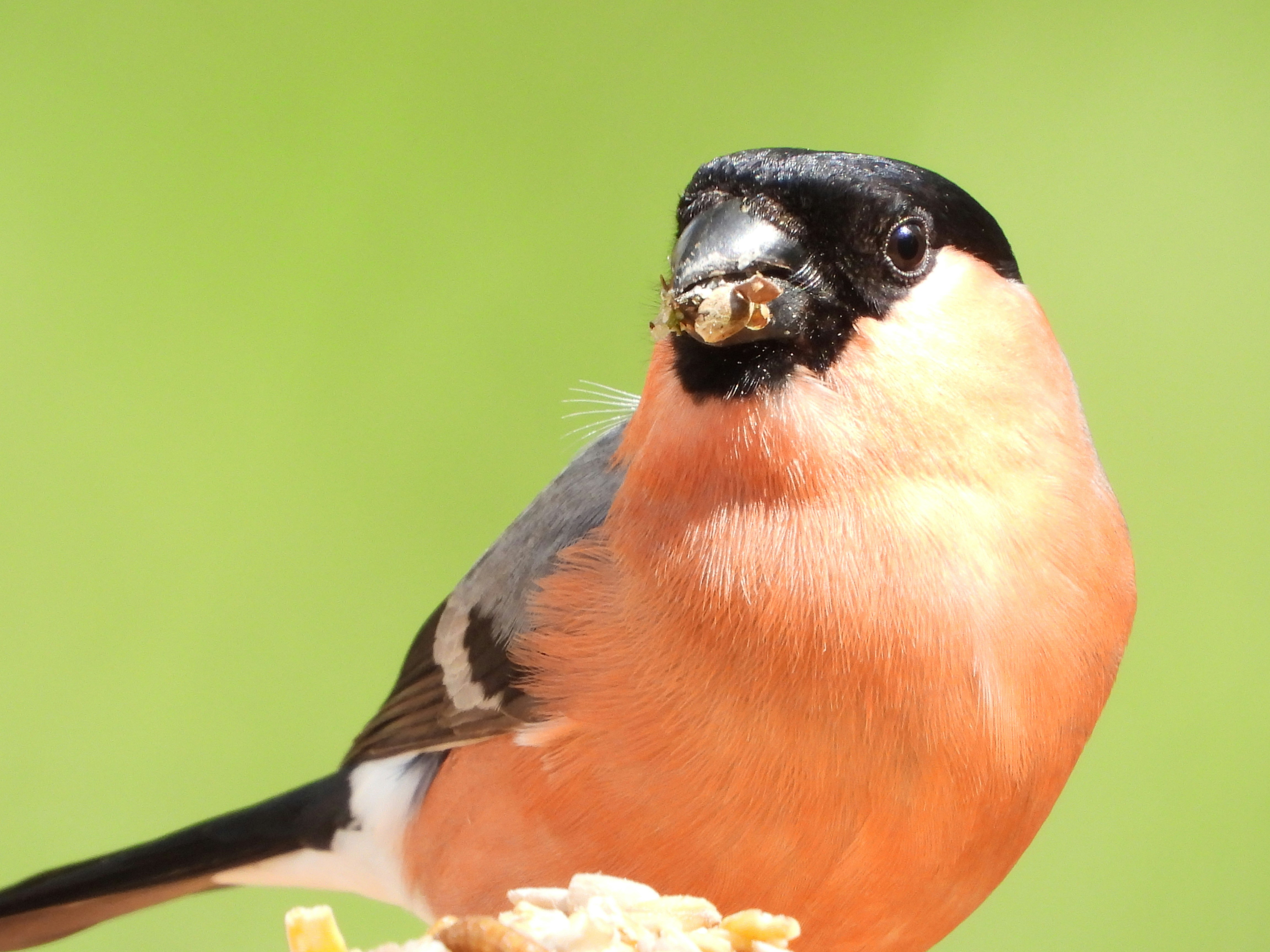 Best food for finches and complete nutrition guide for bird owners