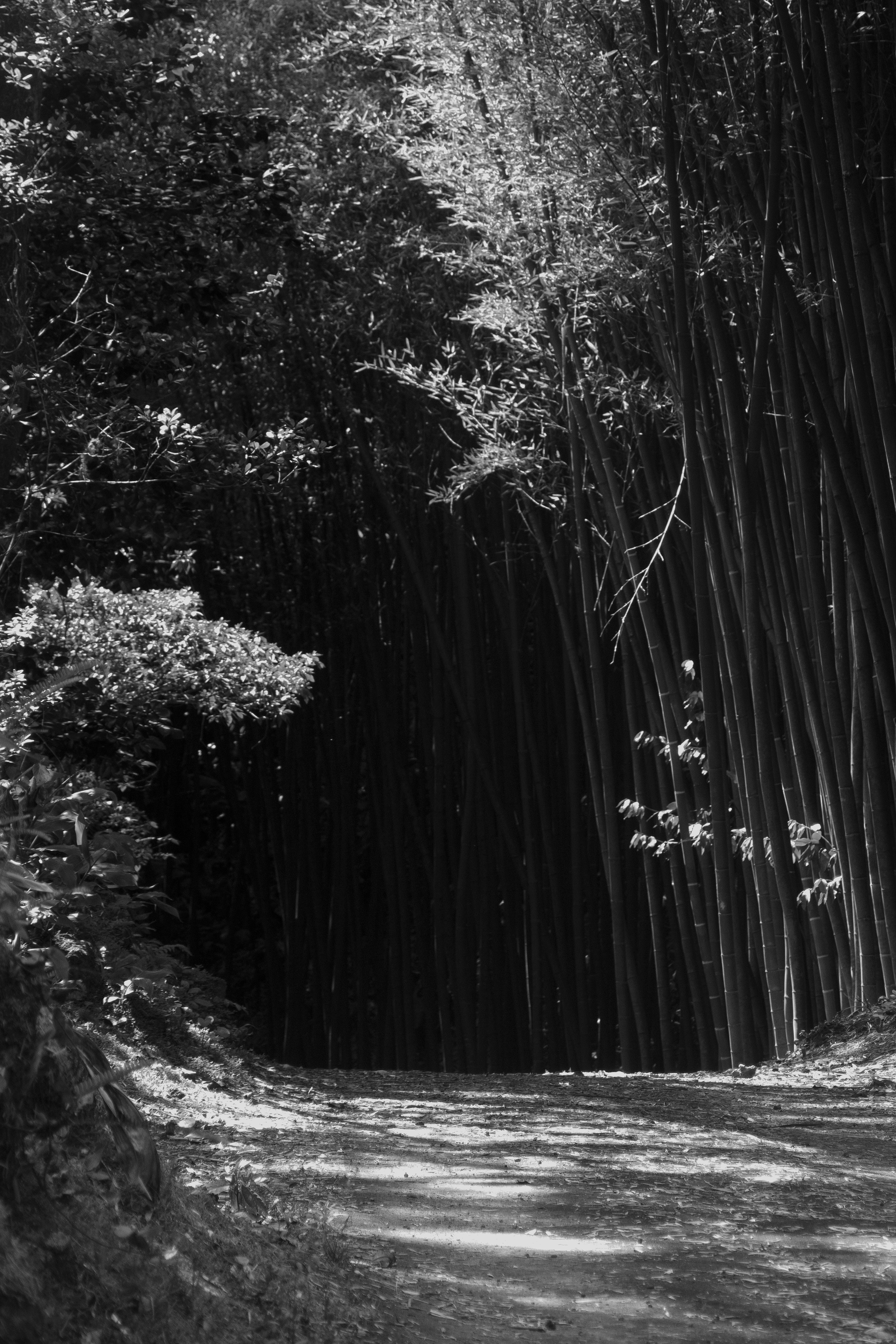 grayscale photo of trees and plants