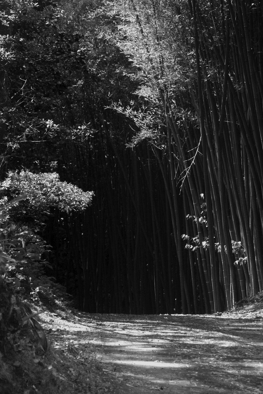 grayscale photo of trees and plants