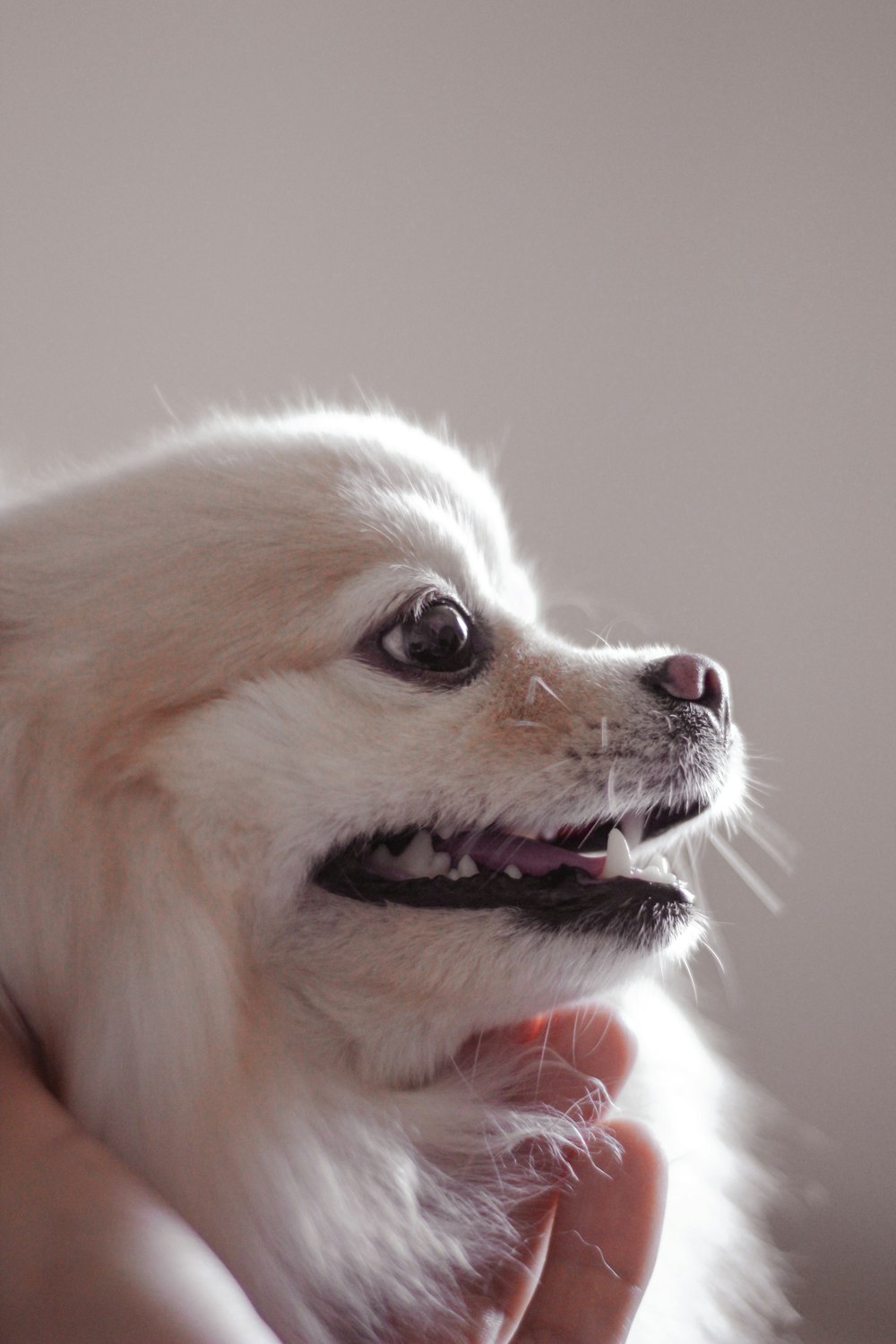 white and brown pomeranian puppy