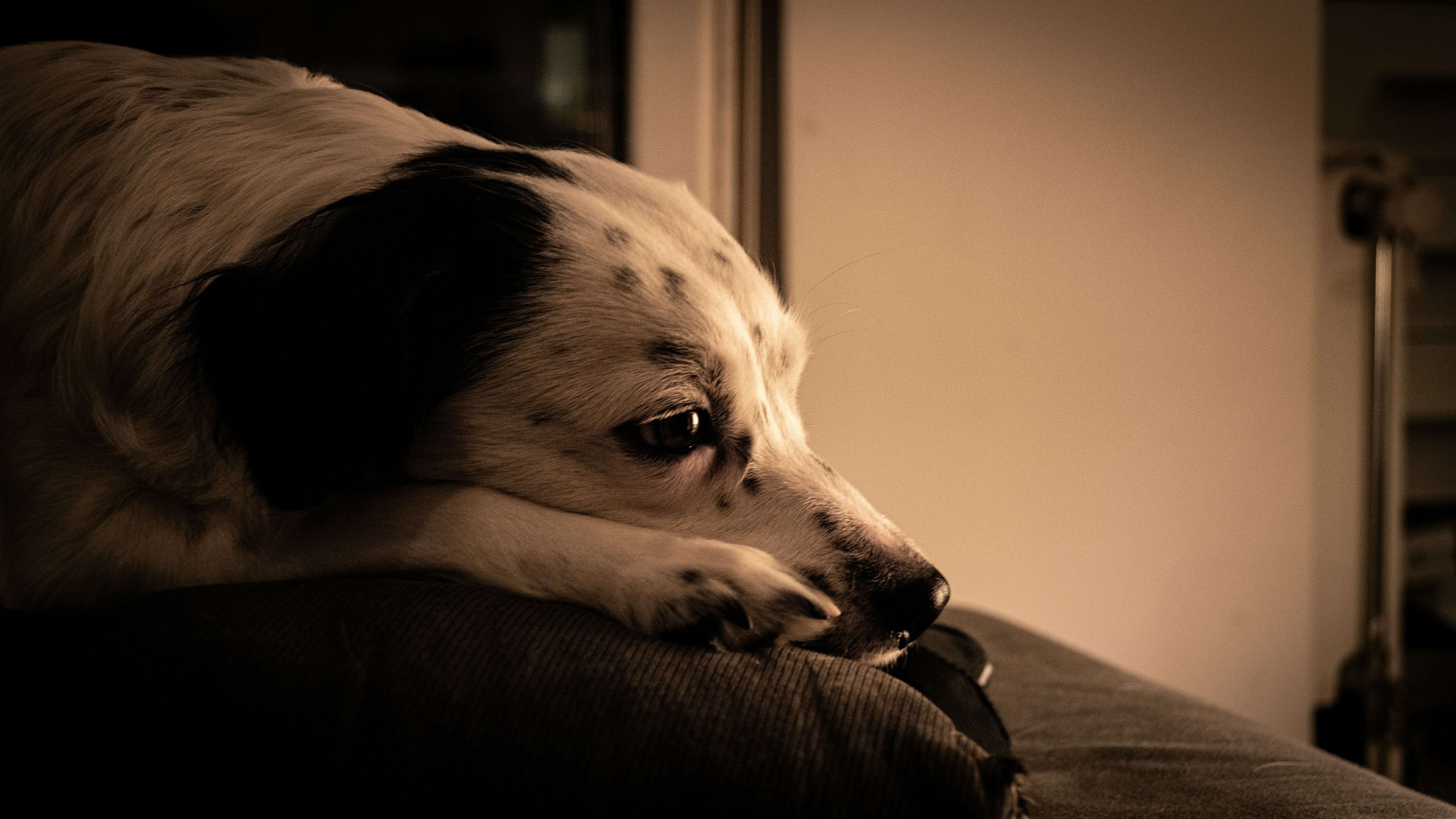 white and black dalmatian dog lying on black leather couch