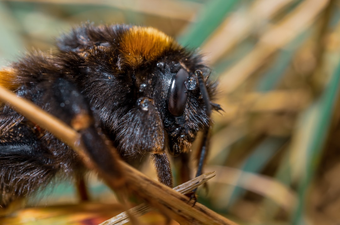 black and brown bee on brown grass during daytime