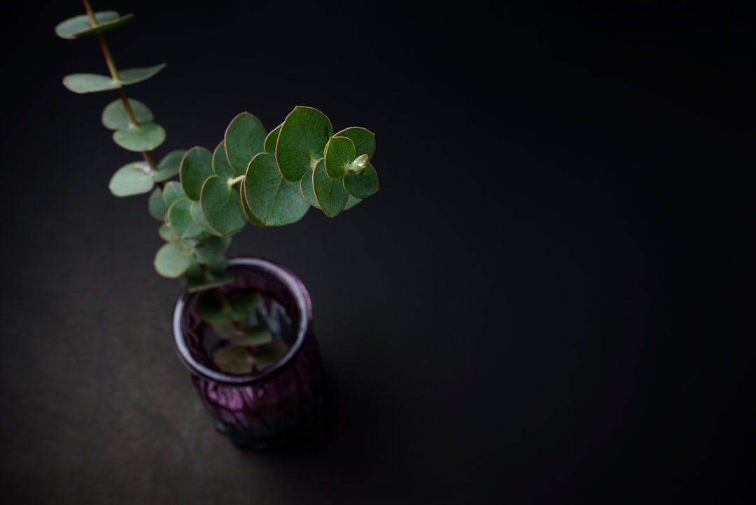 green plant in brown ceramic pot