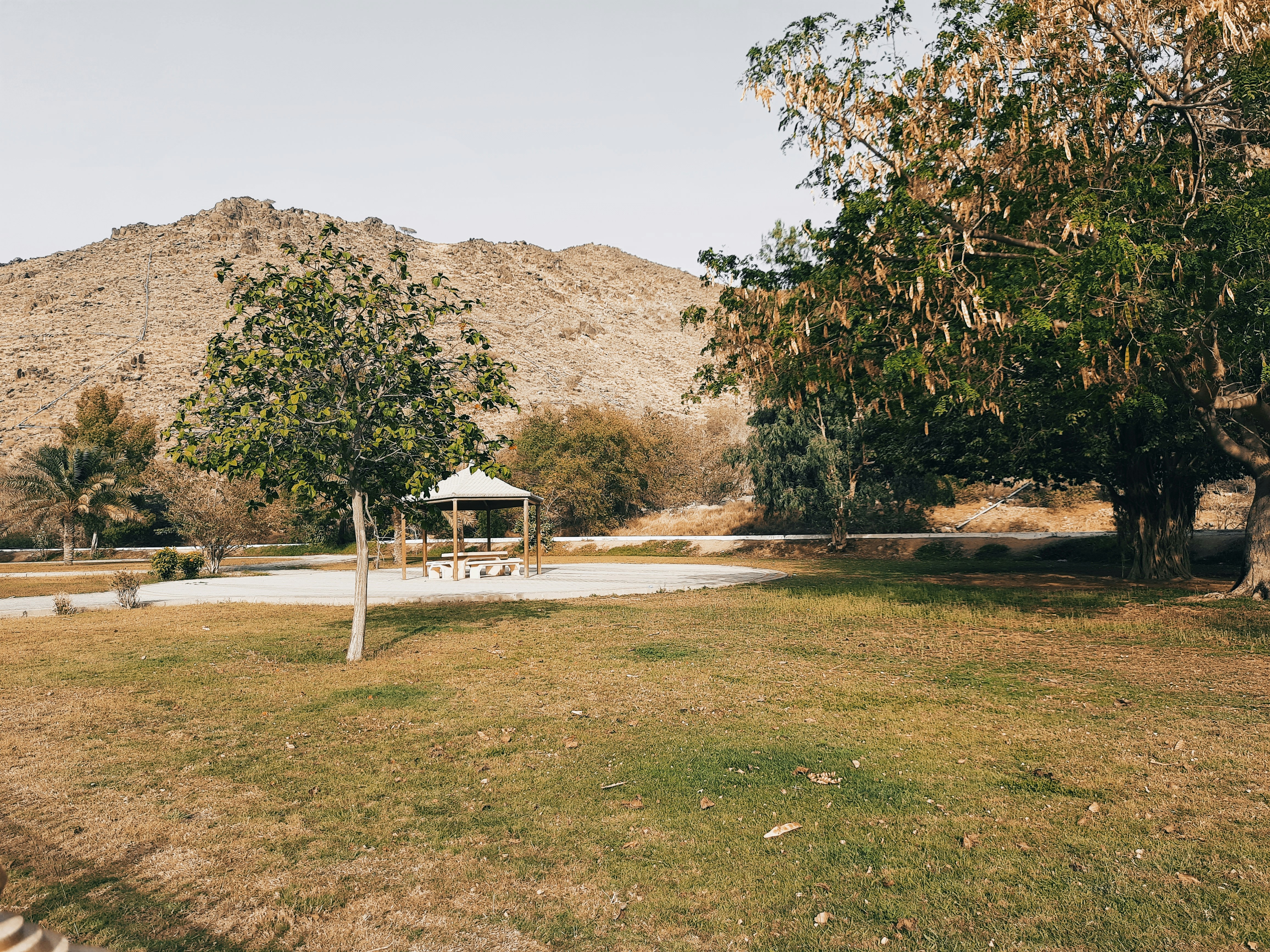 green trees on brown field during daytime