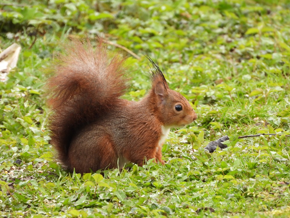 brown squirrel on green grass during daytime