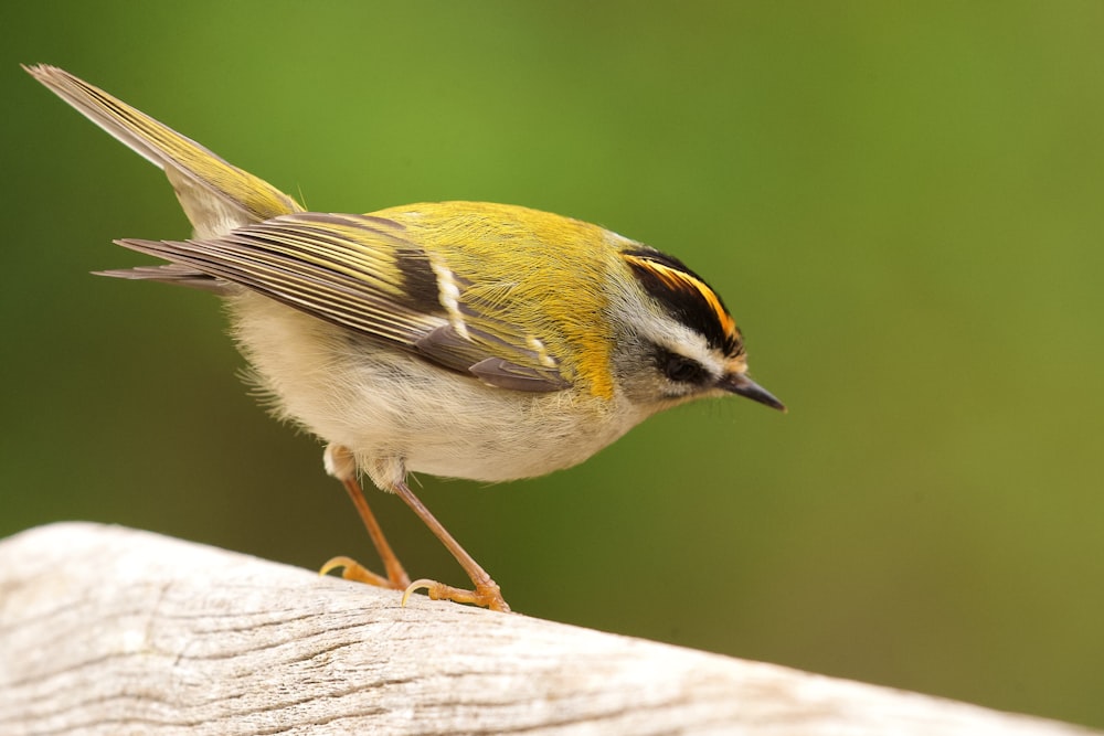 yellow and black bird on brown tree branch