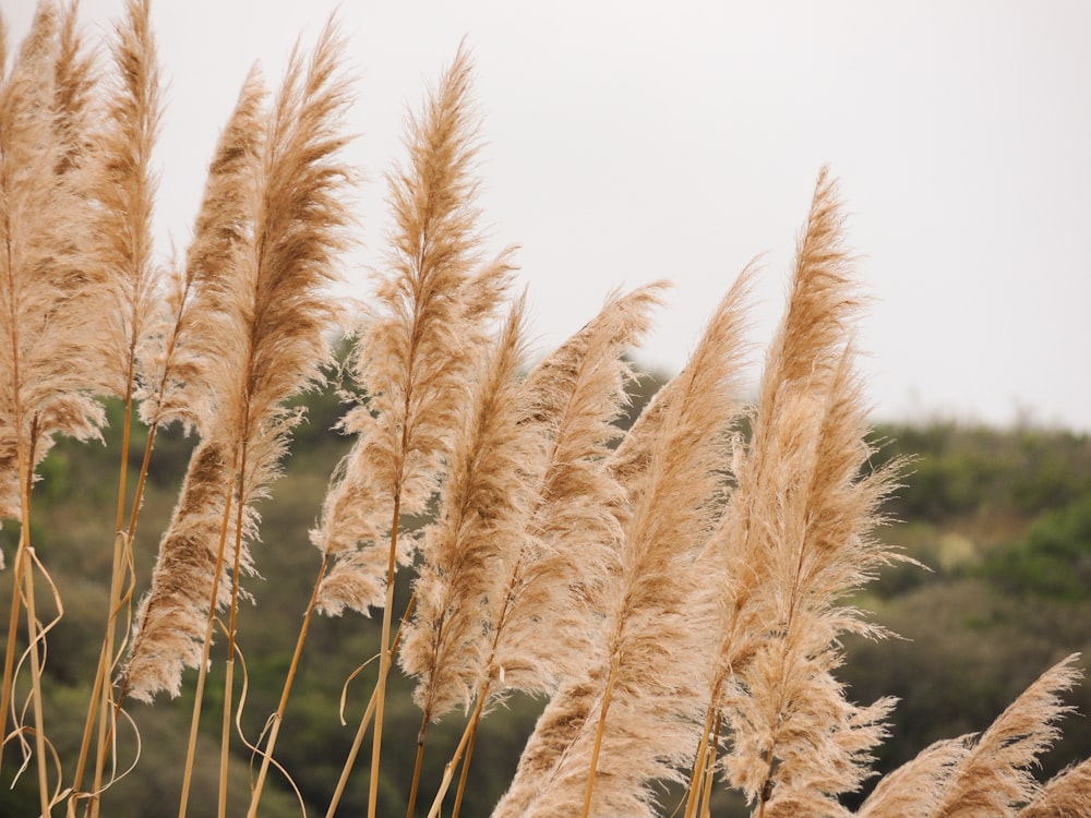 brown wheat plant during daytime