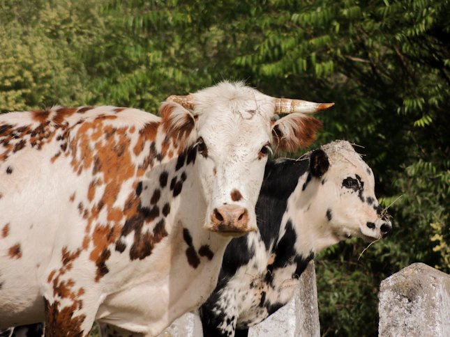 white and brown cow on green grass field during daytime