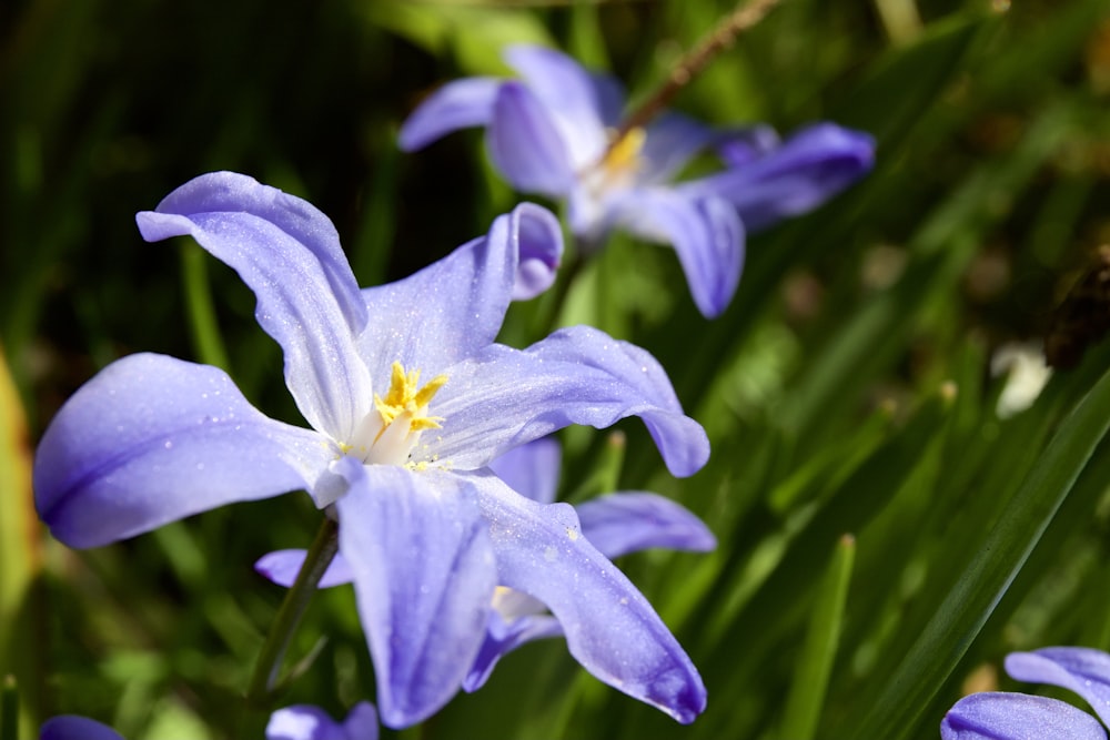 purple crocus in bloom during daytime