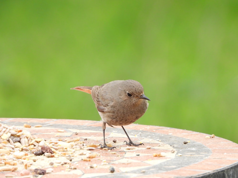 gray bird on brown wooden log during daytime