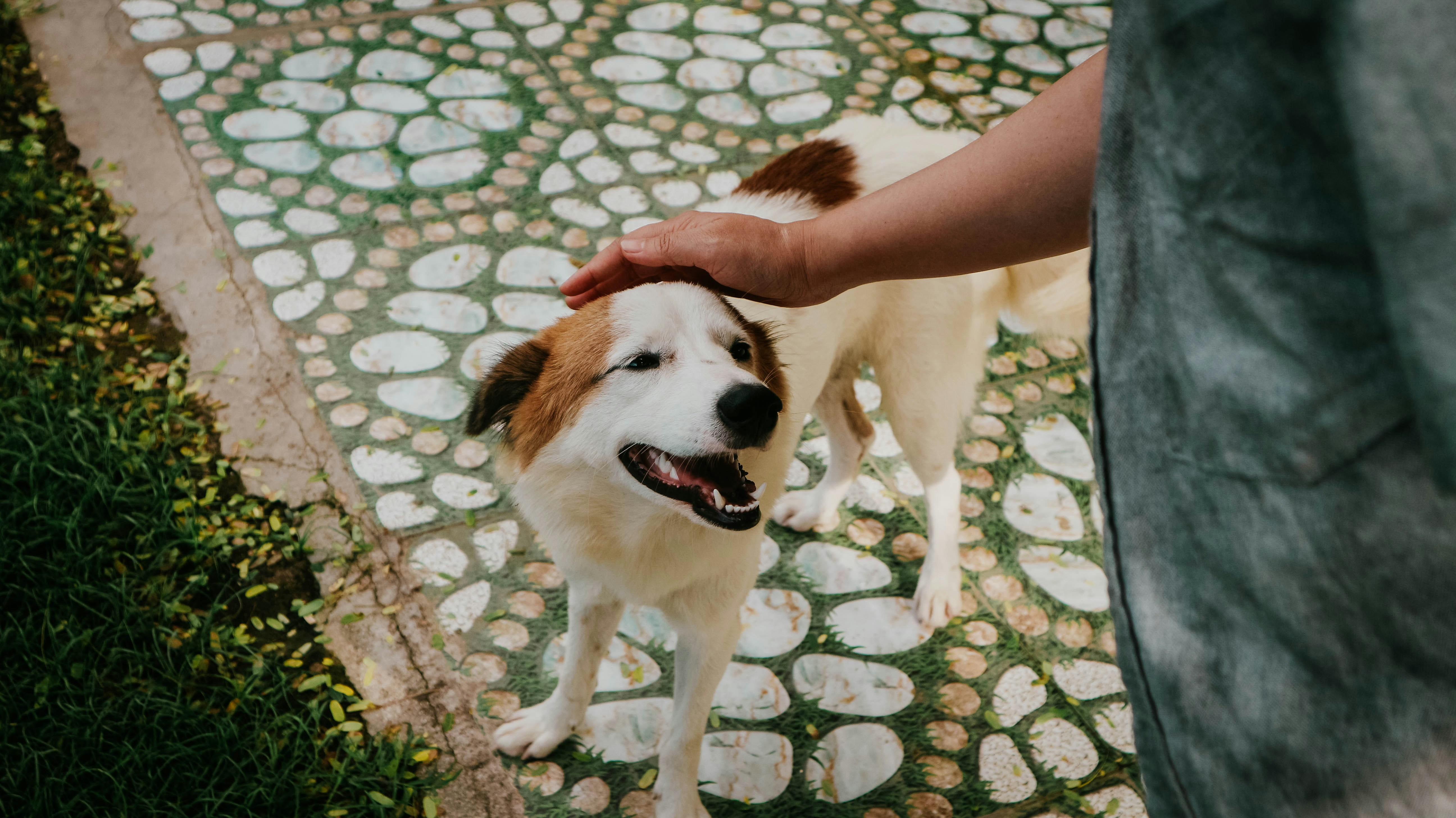 A happy Cane Corso being petted by its owner