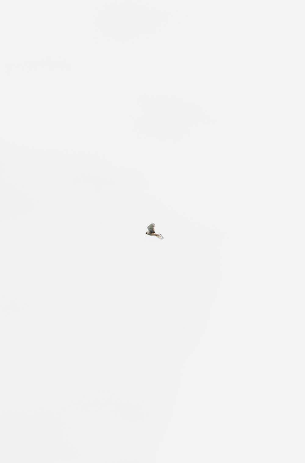 bird flying on mid air