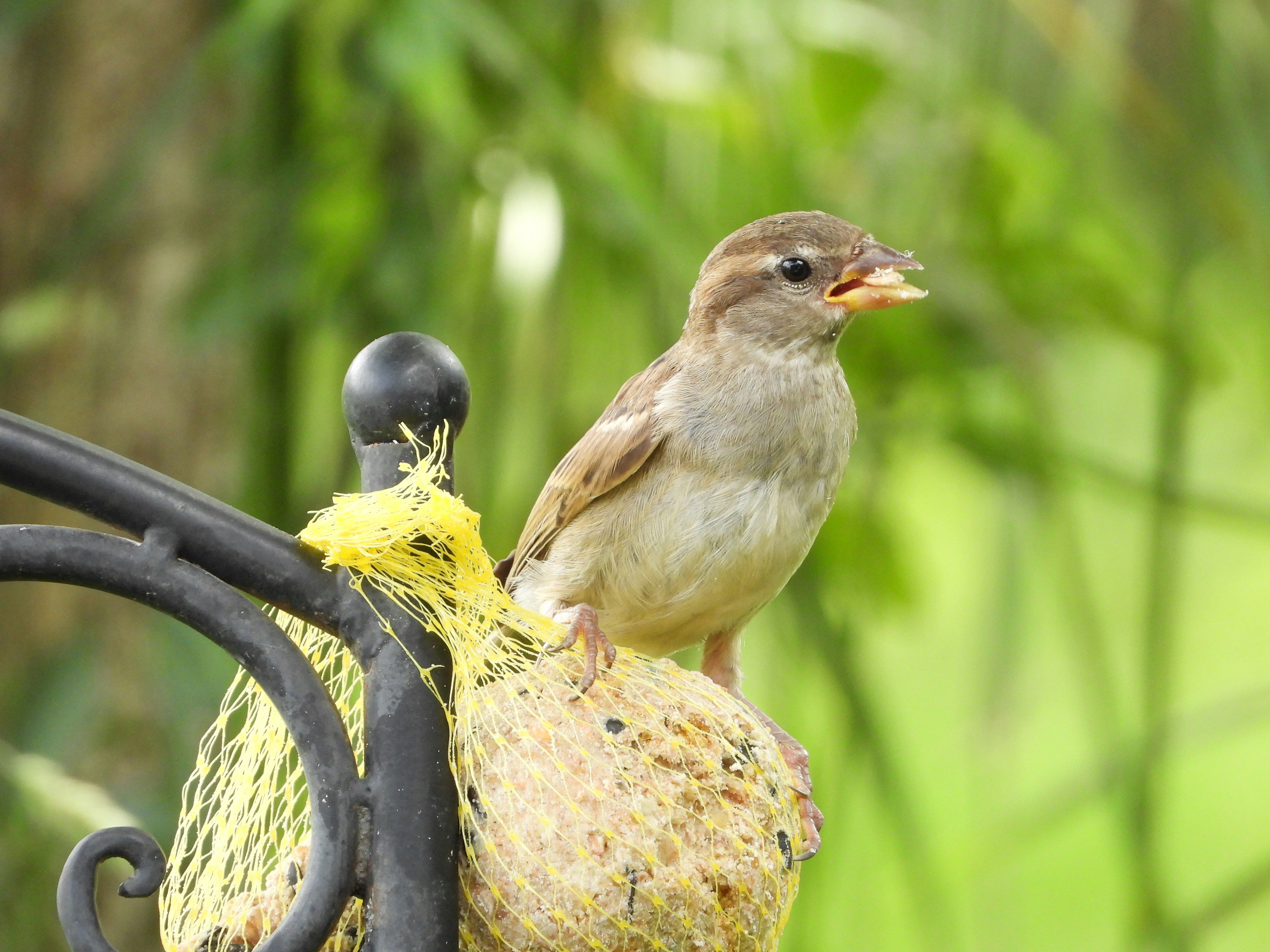 Photo by Abdul Rehman Khalid in our garden in Germany.