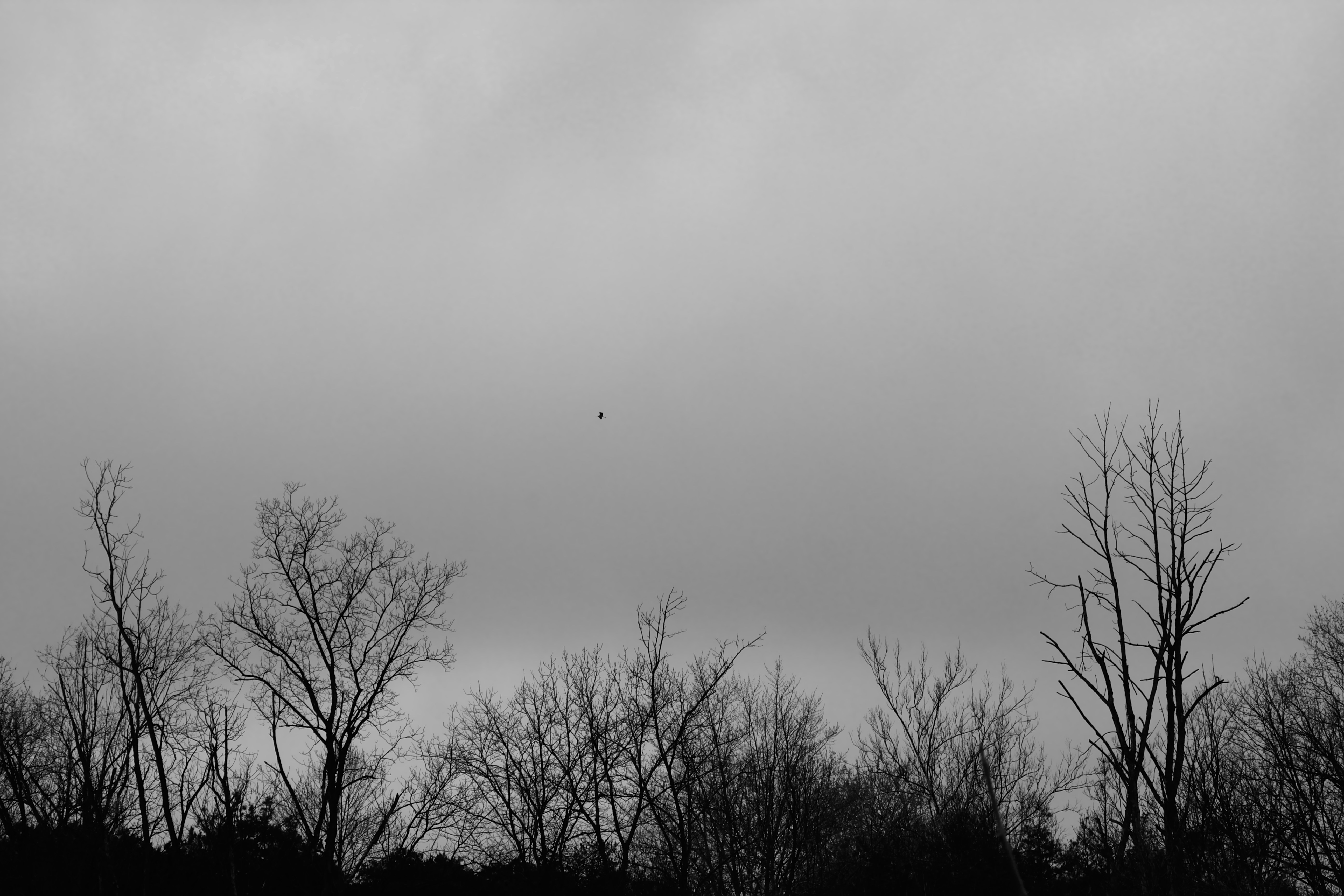 Photo by mrgreatheart