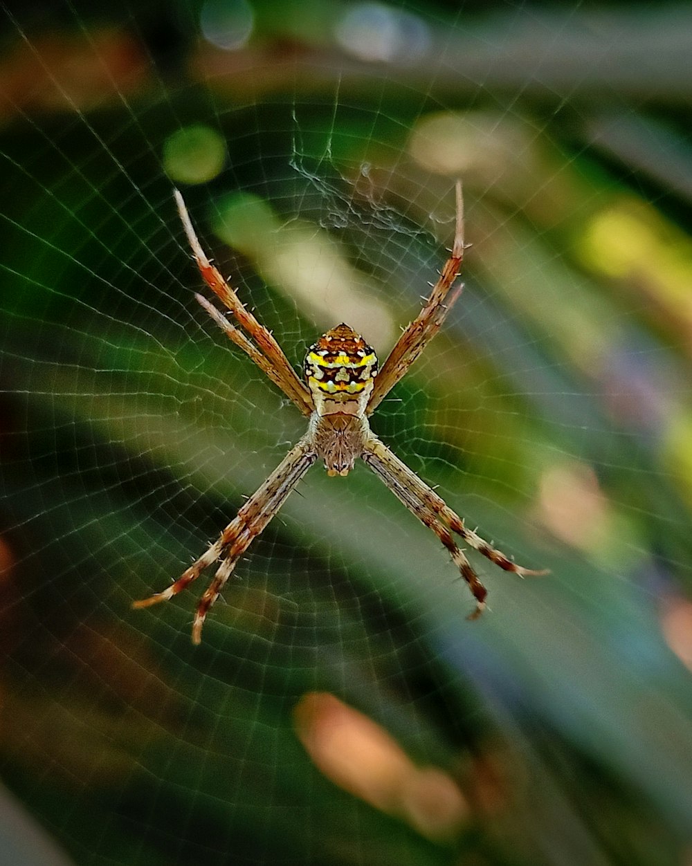 brown and black spider on web in close up photography during daytime