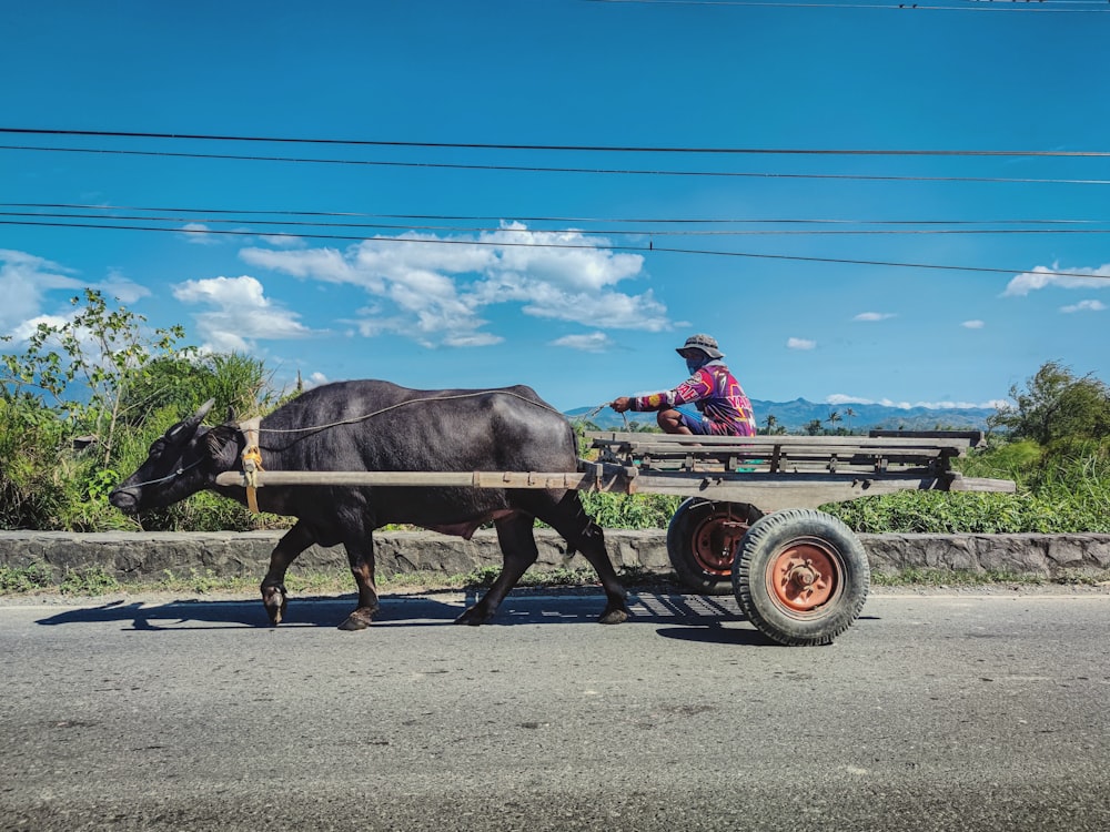 black cow on brown wooden cart under blue sky during daytime
