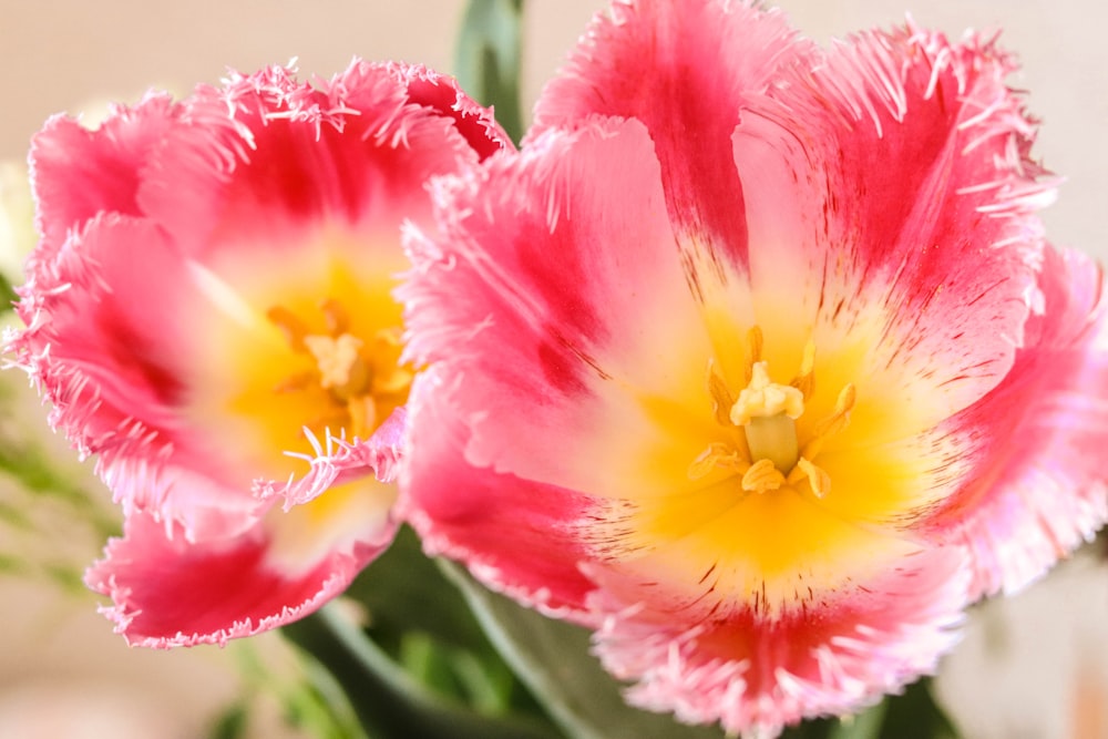 pink and yellow flower in close up photography