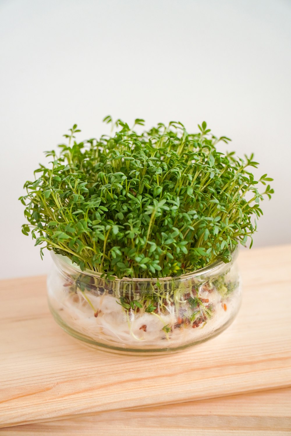 Plante verte sur bol en verre transparent