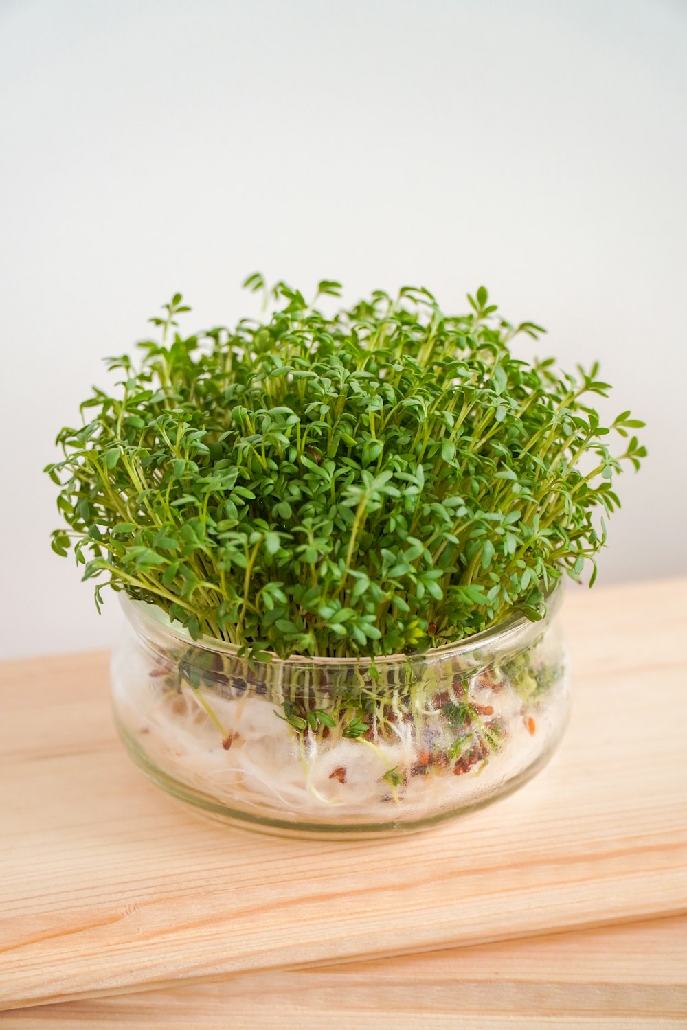planta verde na tigela de vidro transparente