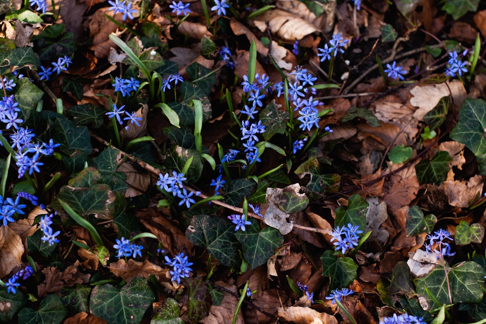 blue flowers on brown leaves