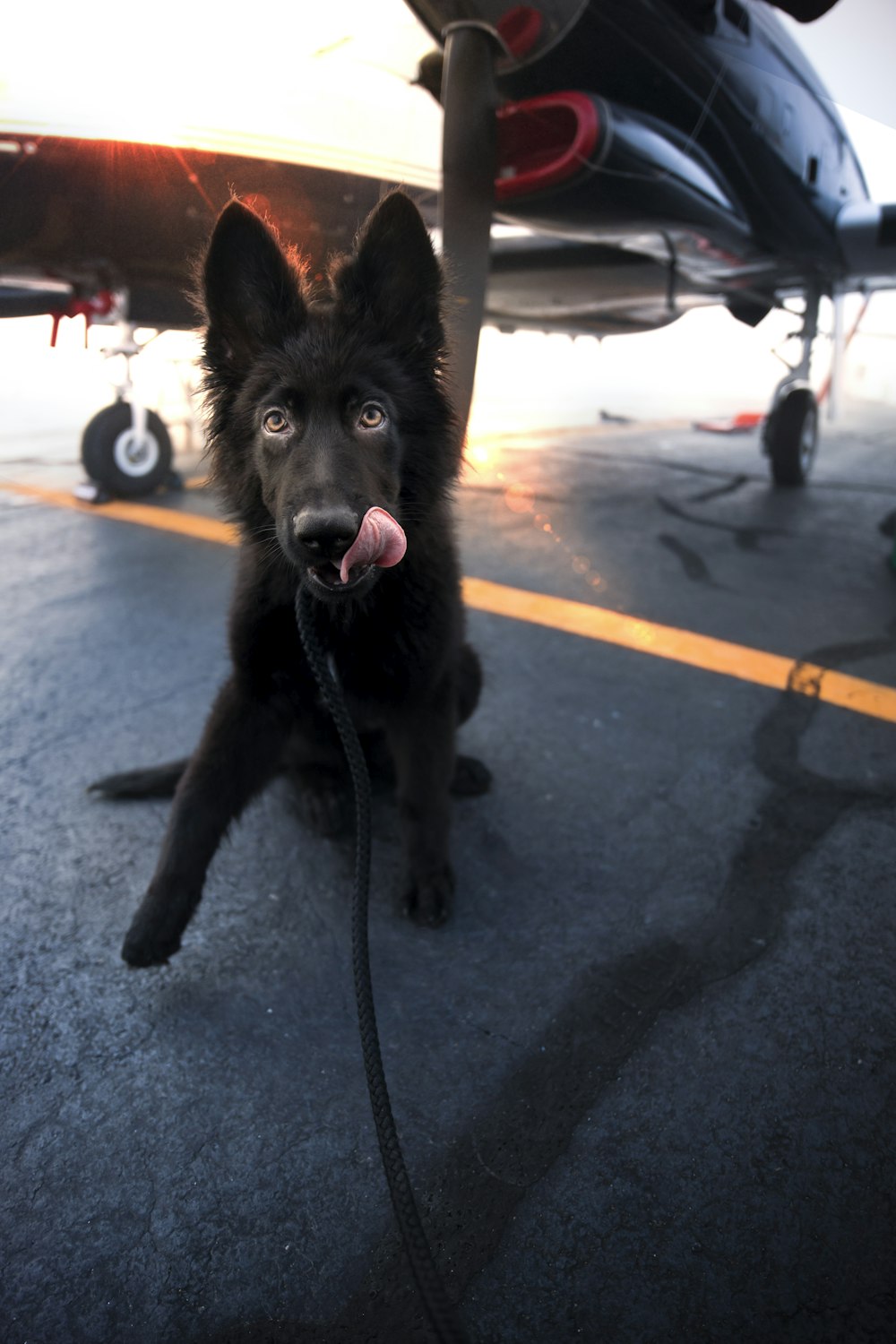 black long coated medium sized dog on black asphalt road during daytime