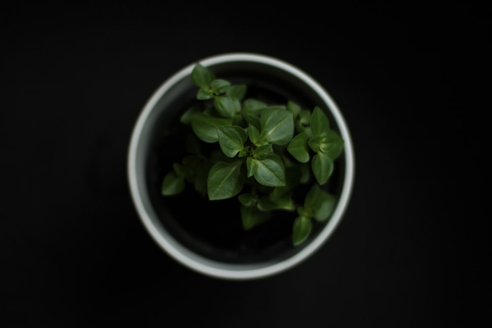 green plant in white ceramic pot