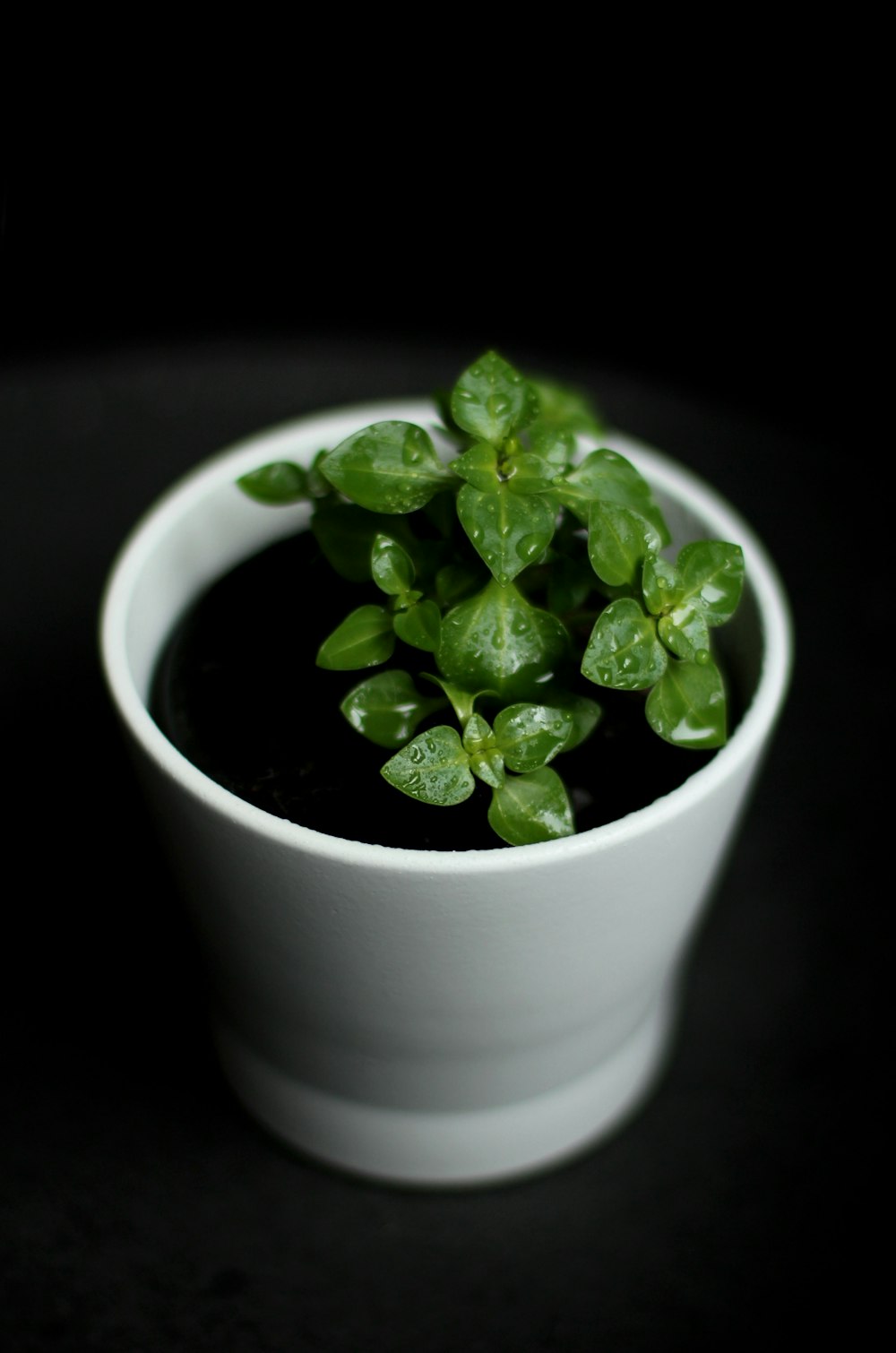 green plant in white ceramic pot