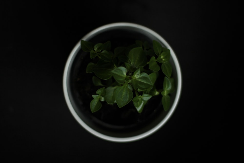 green plant in white ceramic pot