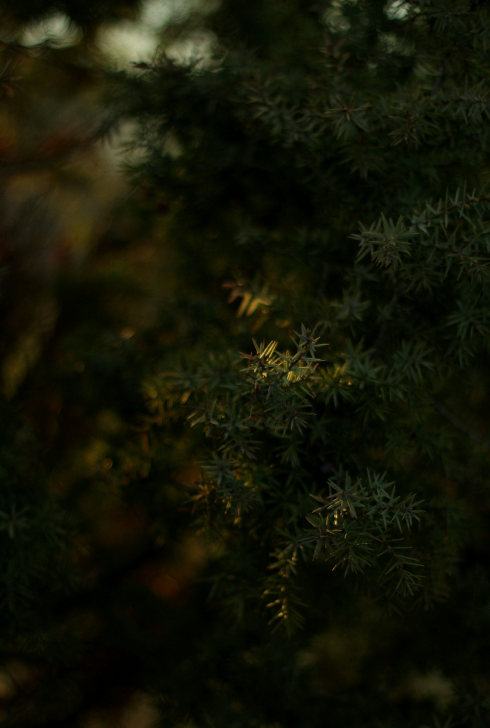 green pine tree in close up photography