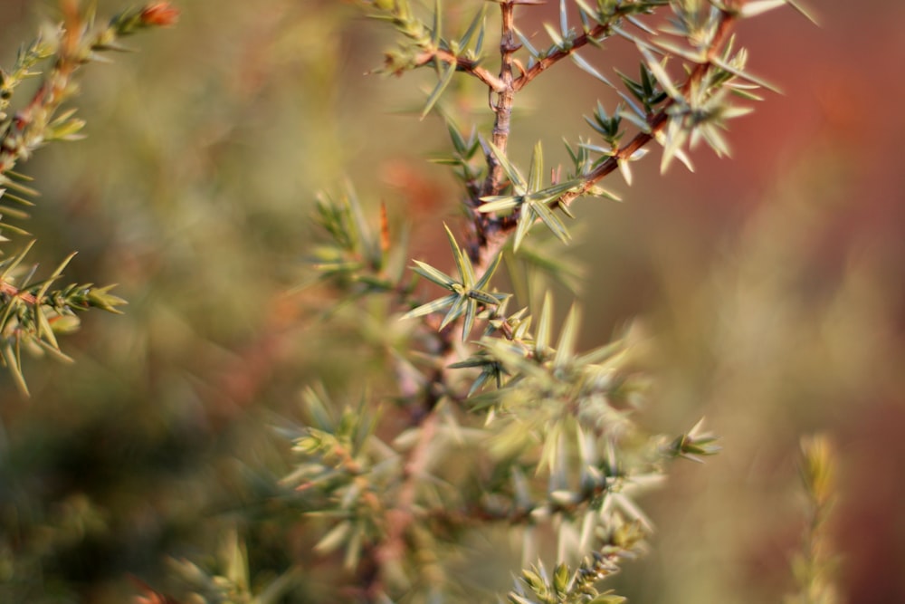 green and brown plant during daytime