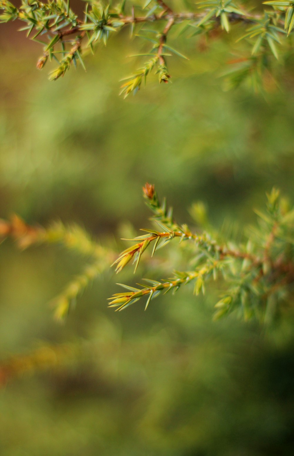 green and brown plant during daytime