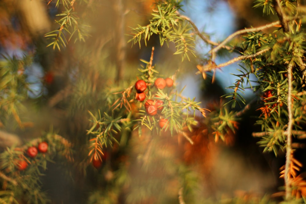 red fruit on green tree during daytime