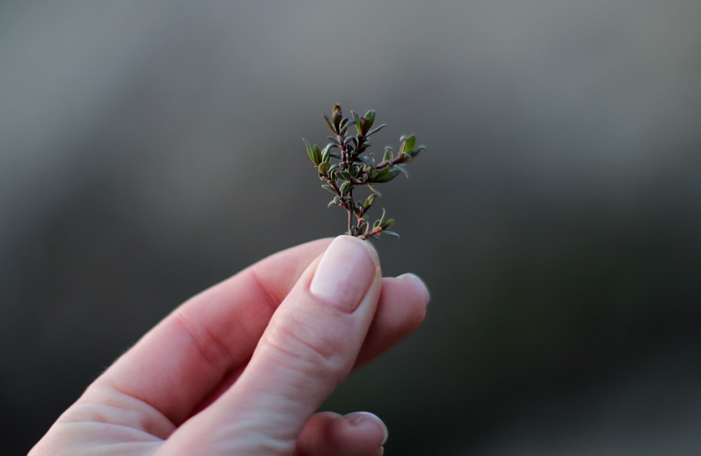 green plant on persons hand