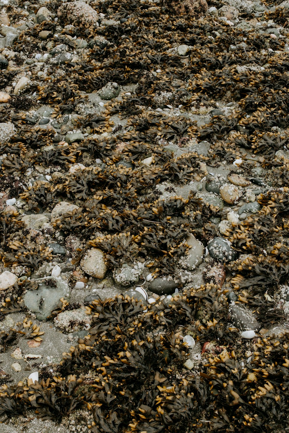 graue und schwarze Steine auf dem Boden