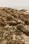 gray rocks on seashore during daytime