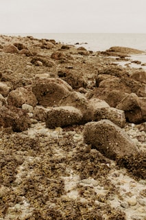 gray rocks on seashore during daytime