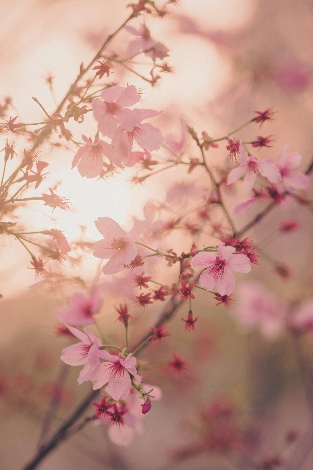 pink and white flowers in tilt shift lens