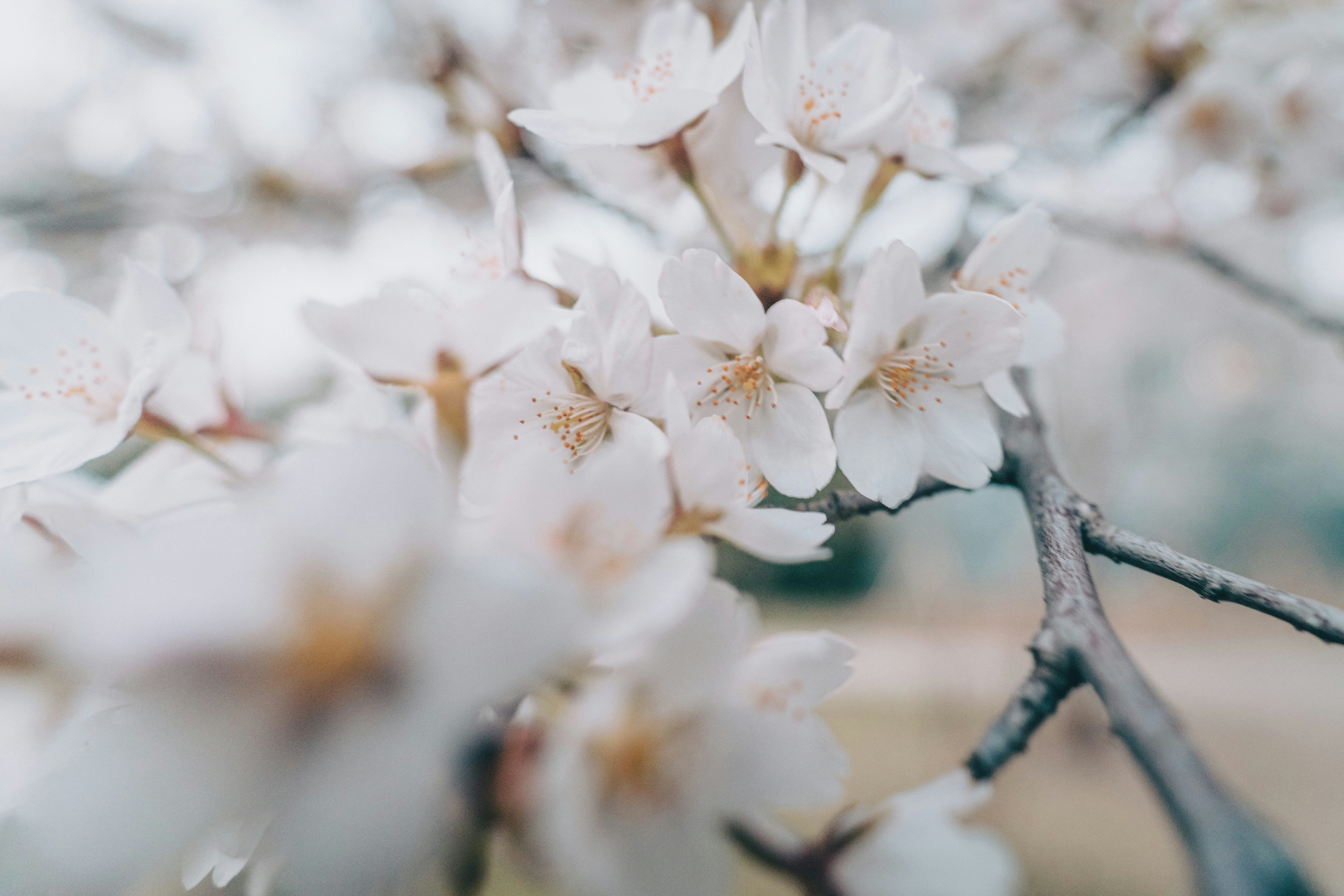 北京花季