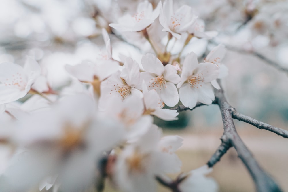 white cherry blossom in close up photography