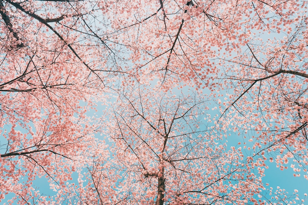 brown tree under blue sky during daytime