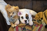 Two dogs are lying together on a colorful quilt. The left dog is fluffy with a golden-brown coat, while the right dog is a white puppy with a brown patch around one eye. They are resting comfortably on a couch, looking directly at the camera with their paws stretched forward.