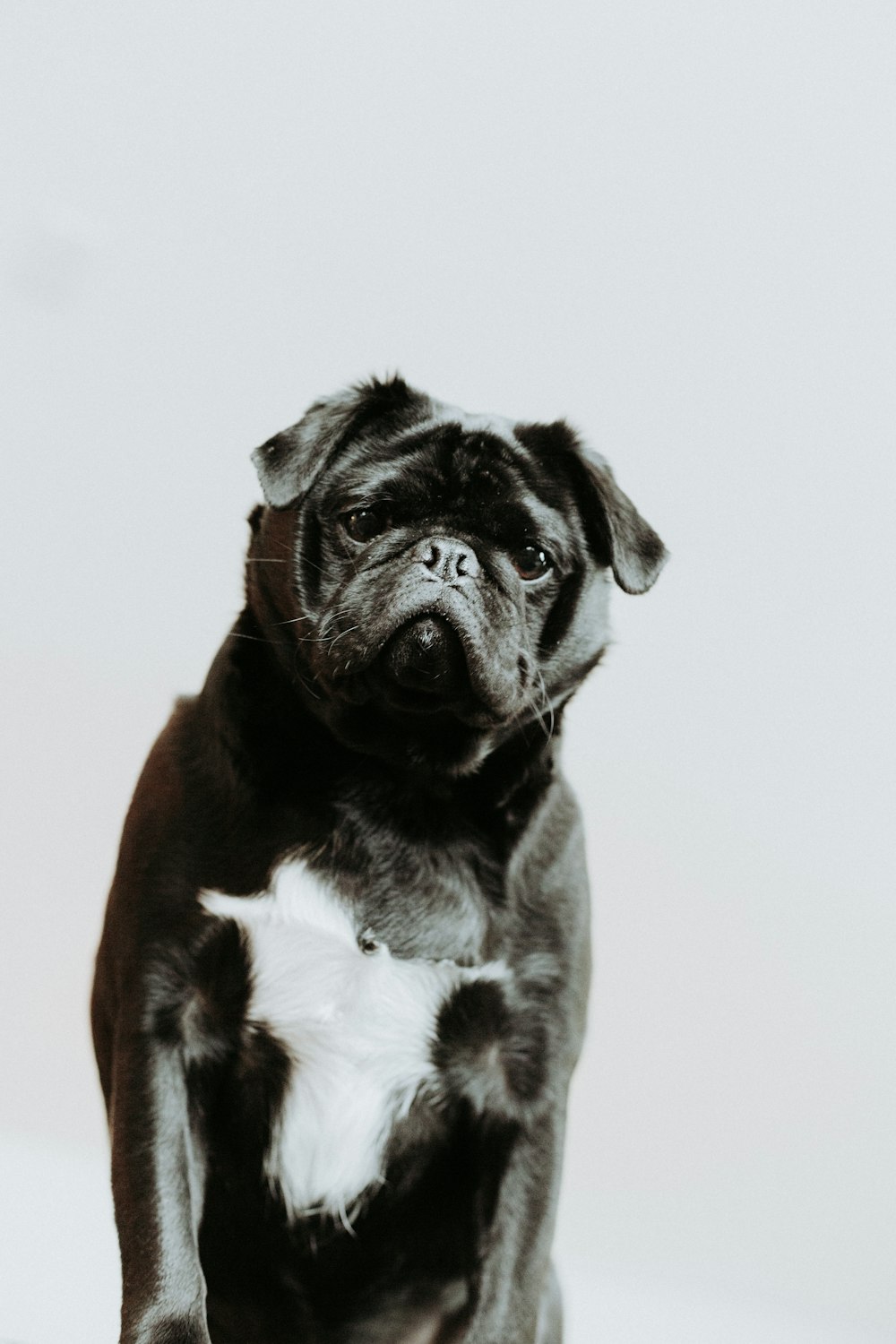 cachorro de pug blanco y negro