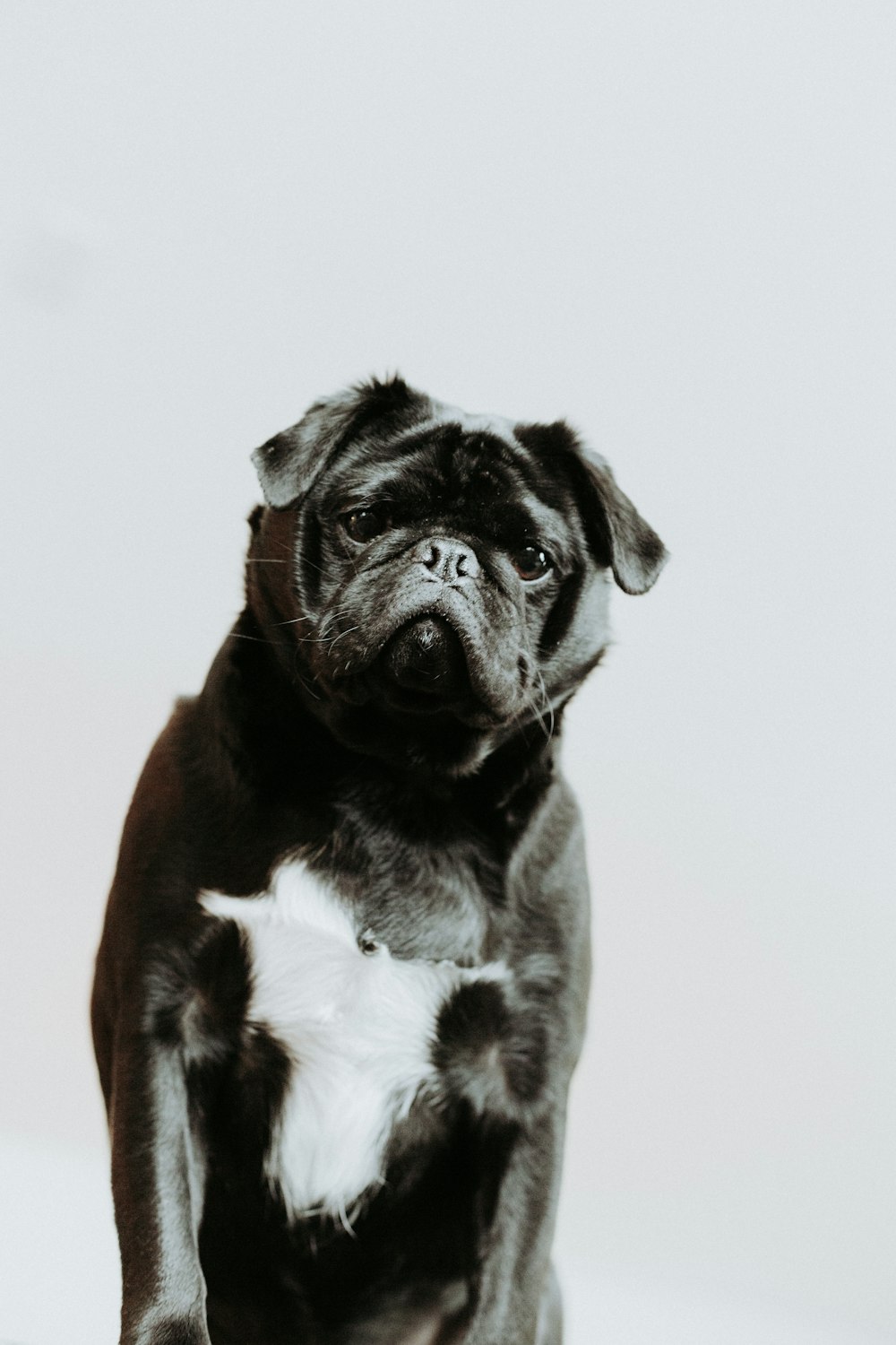 cucciolo di carlino in bianco e nero