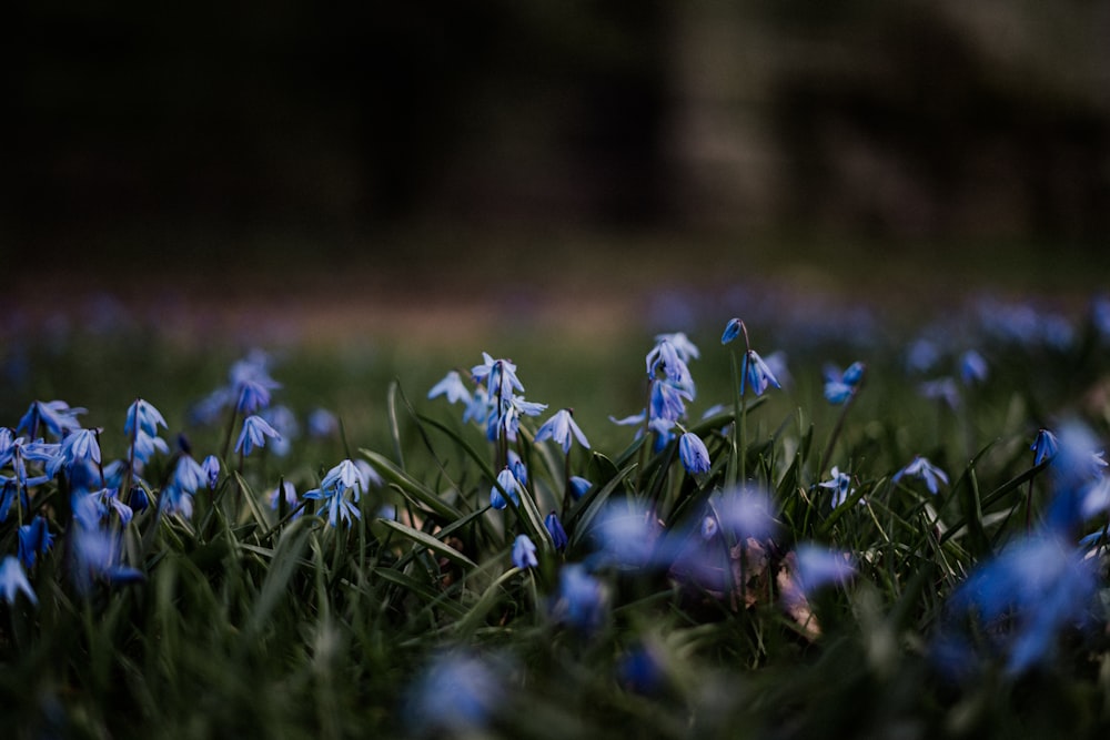 blue flowers on green grass during daytime