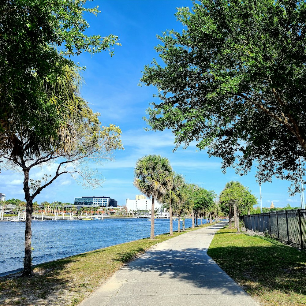 green trees near body of water during daytime