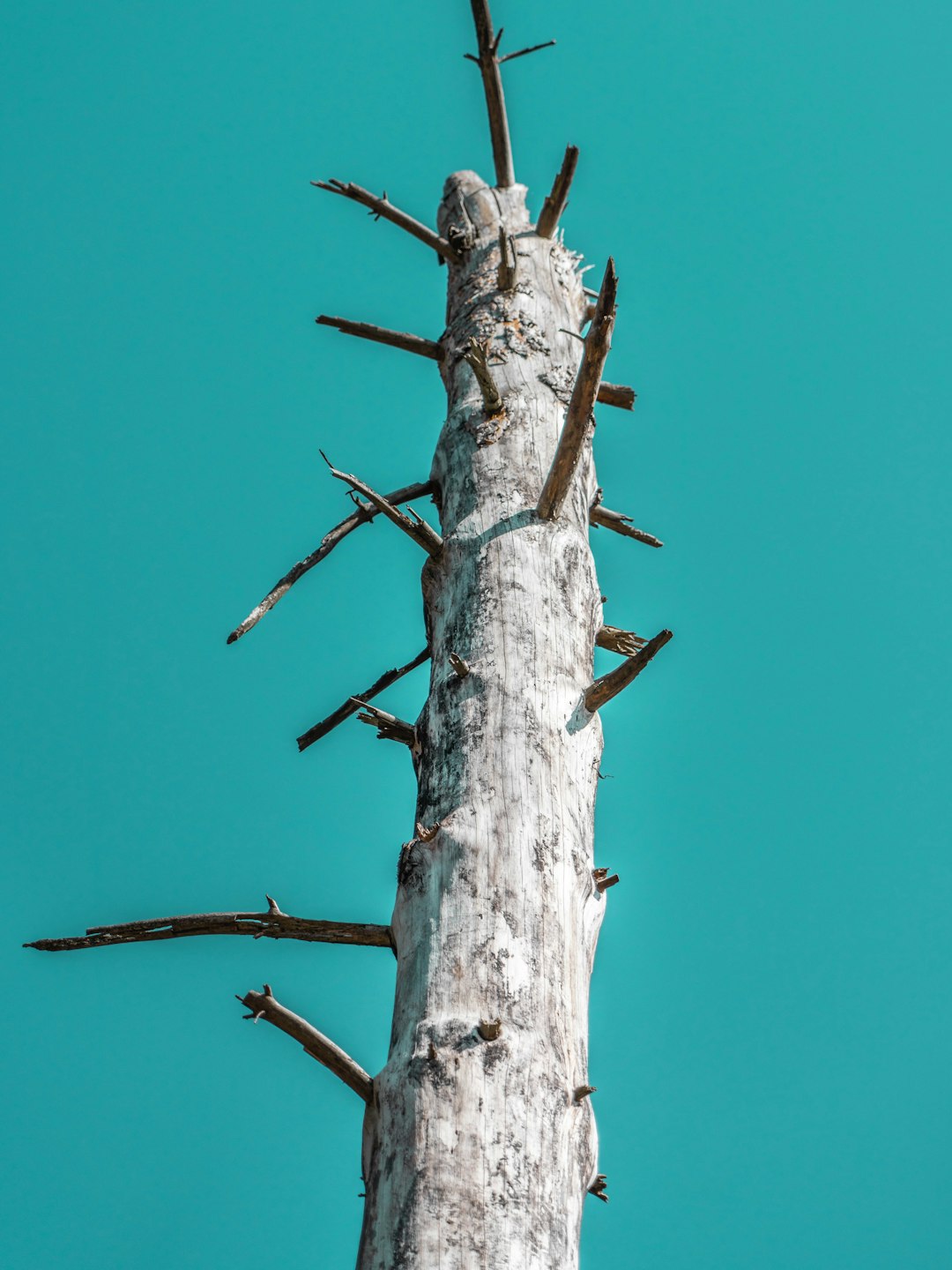 brown wooden stick under blue sky during daytime