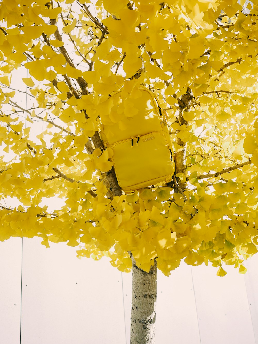 yellow maple tree during daytime
