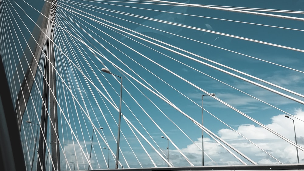 pájaros blancos y negros volando sobre el poste eléctrico durante el día